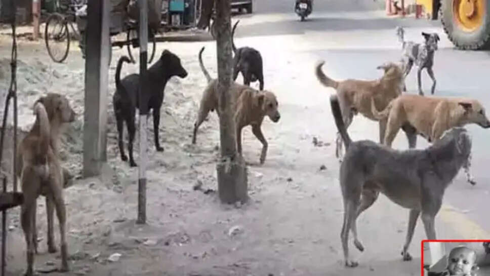 தெருநாய் நாய்