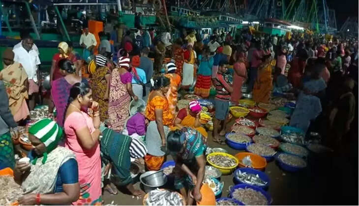 மீன் மீன்கள்