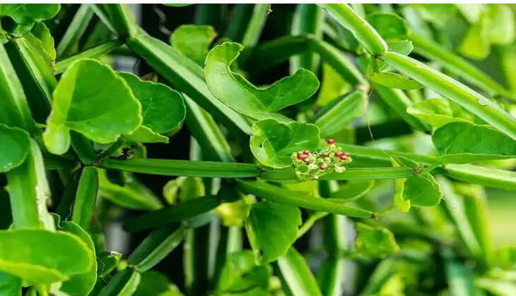 பிரண்டை