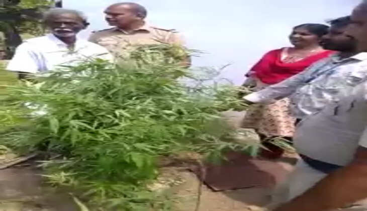 கஞ்சா விவசாயி கைது