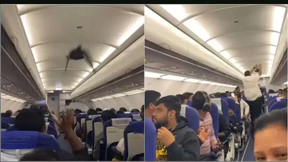 இண்டிகோ