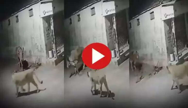 பசுமாடு சிங்கங்கள்