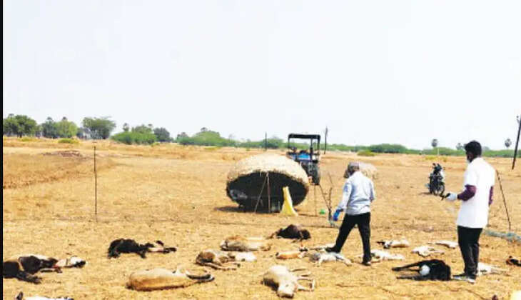 நாய்கள்