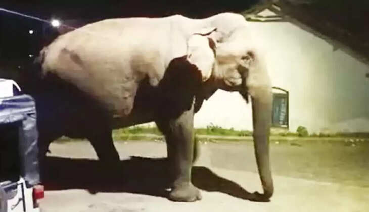 காட்டு யானை