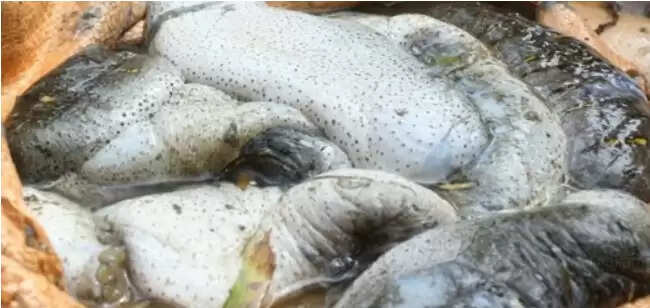 சுறா துடுப்புக்கள்