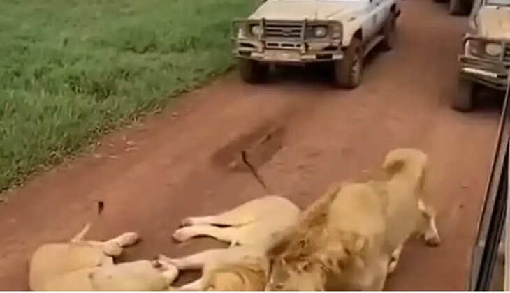 சிங்கம்