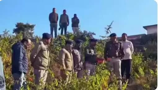 ஜெலட்டின்