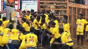 ஜல்லிக்கட்டு