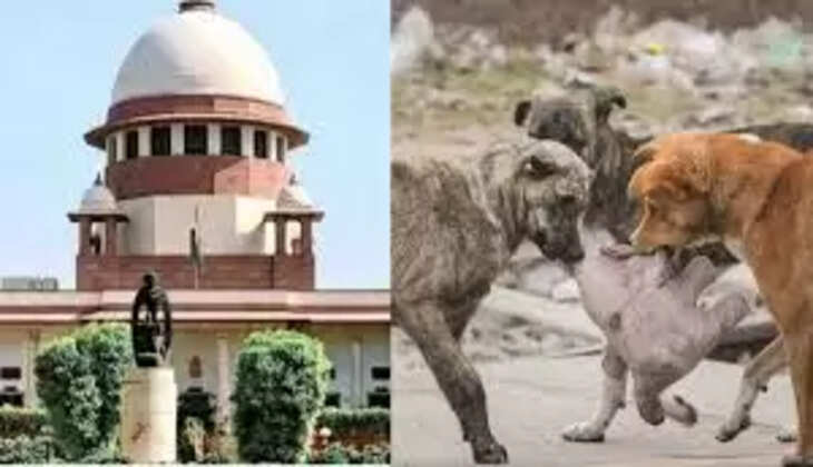 நாய்கள்