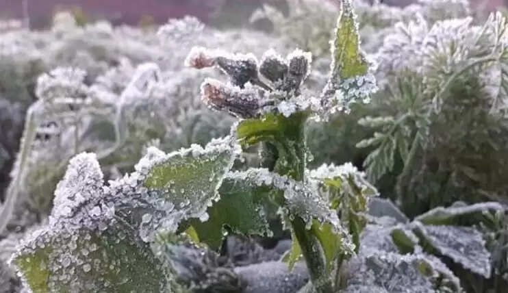 ஊட்டி உறைபனி