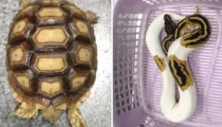 பாம்பு பறிமுதல்