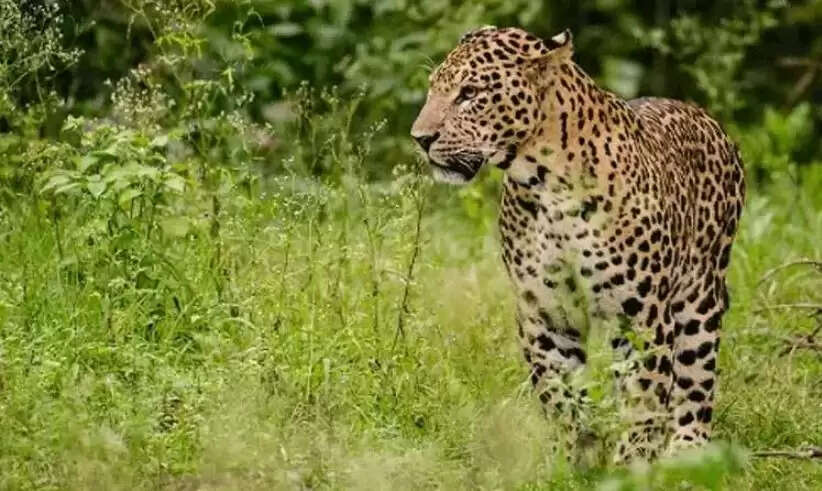 சிறுத்தை