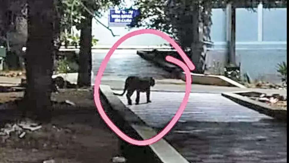 சிறுத்தை