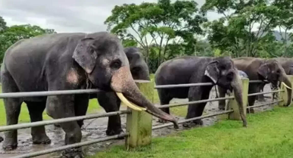 தெப்பக்காடு யானைகள் முகாமிற்கு செல்ல தடை... சுற்றுலாப் பயணிகள் ஏமாற்றம்!