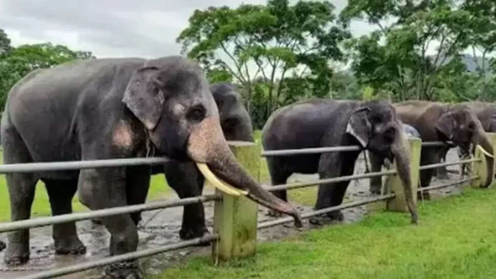 &nbsp;தெப்பக்காடு யானைகள் முகாமிற்கு செல்ல தடை... சுற்றுலாப் பயணிகள் ஏமாற்றம்!&nbsp;