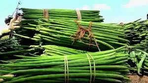 முருங்கைக்காய்