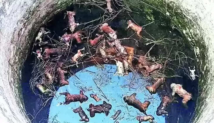 குரங்குகள் 