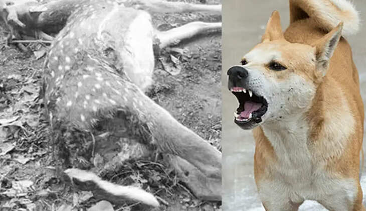 மான் நாய் தெருநாய்