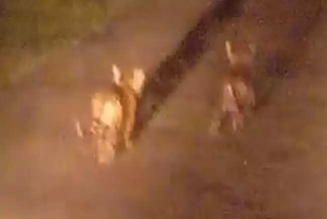 குட்டிப்புலி