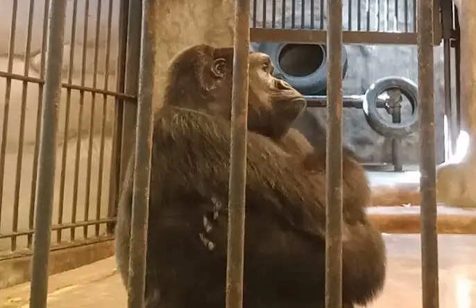 தாய்லாந்து மனித குரங்கு