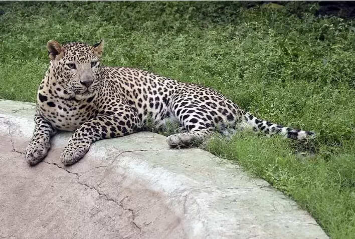 சிறுத்தை