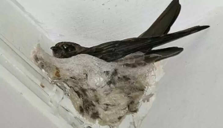 ஸ்விஃப்லெட் கூடு