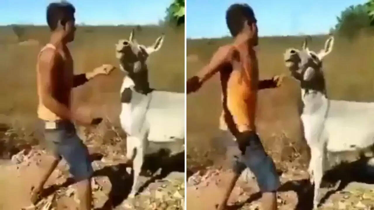 வைரல் வீடியோ... கழுதை மேல் சவாரி ... காலை பிடித்து தரையில் இழுத்து சென்றதால் அலறி துடித்த இளைஞர்!