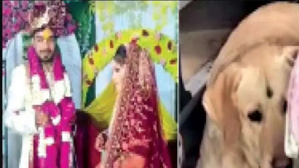 நாய்