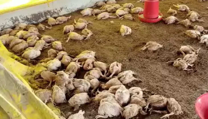 கோழிகள் உயிரிழப்பு