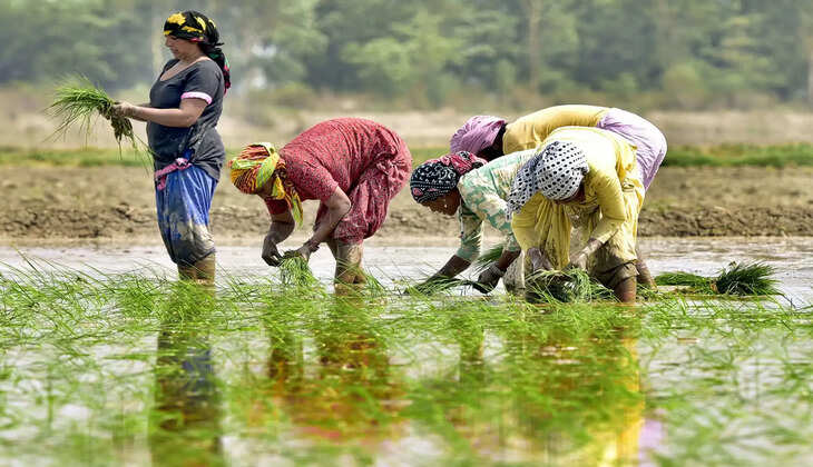 விவசாயம் விளைநிலம் பயிர் நெற்கதிர்