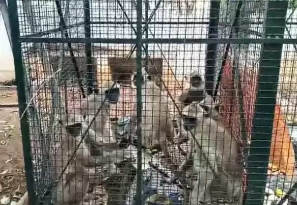 பொதுமக்களுக்கு தொல்லை... 33 குரங்குகளை கூண்டு வைத்து பிடித்த வனத்துறை!