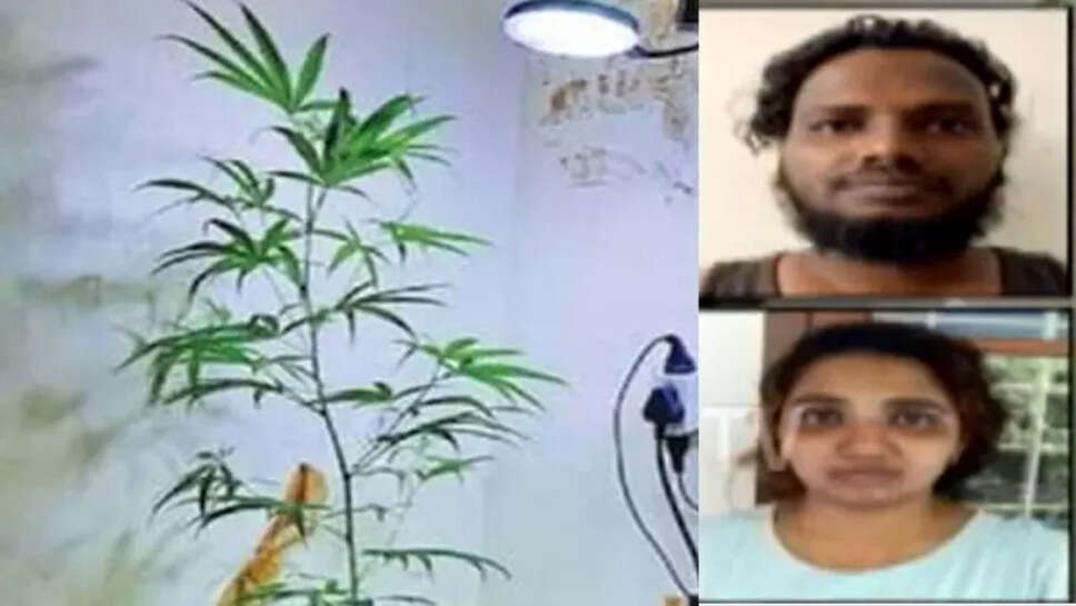 கஞ்சாச் செடி