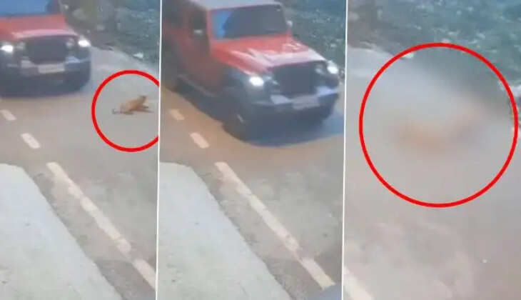 பெங்களூரு நாய்