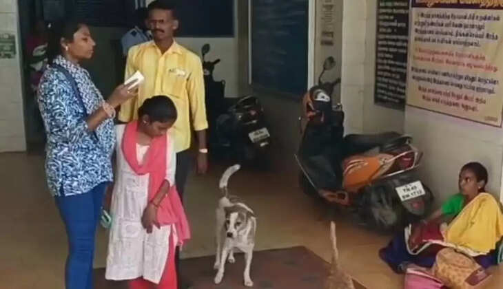 தெரு நாய்கள்