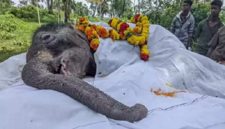 குட்டி யானை