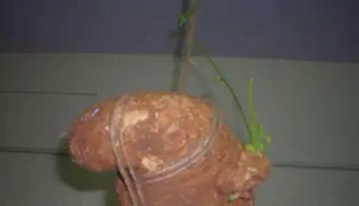 ஆகாச கருடன் கிழங்கு