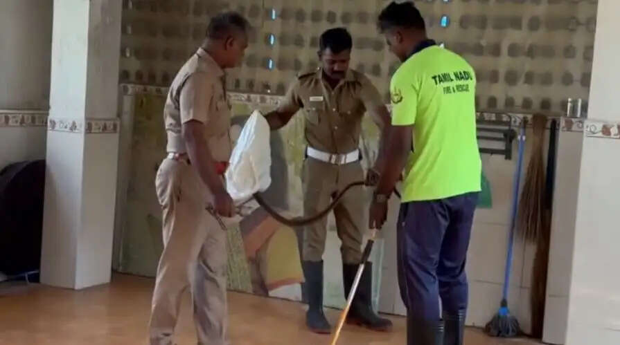 பாம்பு