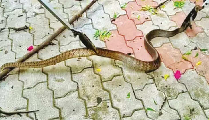 சாரைப்பாம்பு பாம்பு