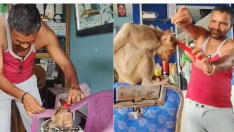 monkey
