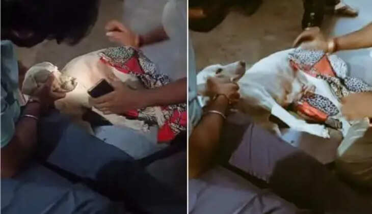 நாயிடம் பாலியல் தொல்லை