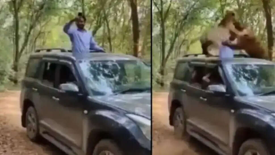 சிறுத்தை