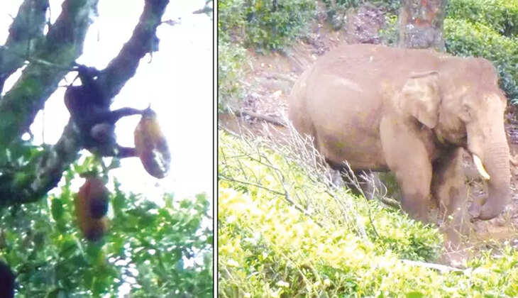 குரங்கு யானை