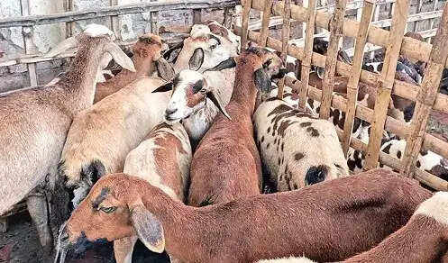 ஆட்டுச்சந்தை