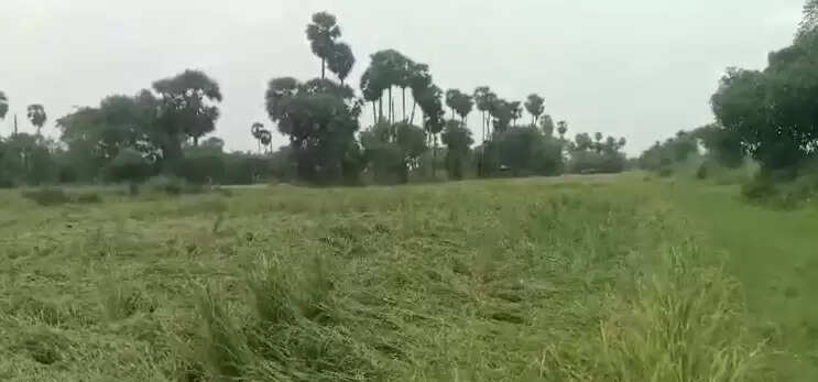 தஞ்சாவூரில் கனமழை; நூற்றுக்கணக்கான ஏக்கர் நெற்பயிர்கள் நாசம்!