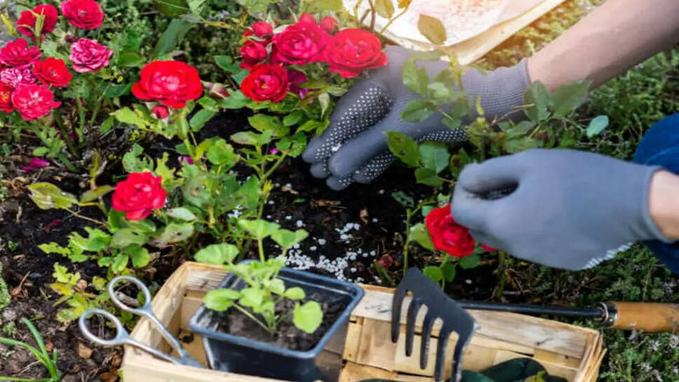 ரோஜா பூ தோட்டம் இயற்கை உரம் தொட்டு கார்டன் மாடித்தோட்டம்