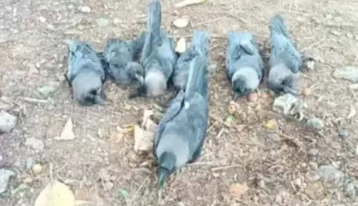 காகங்கள் 