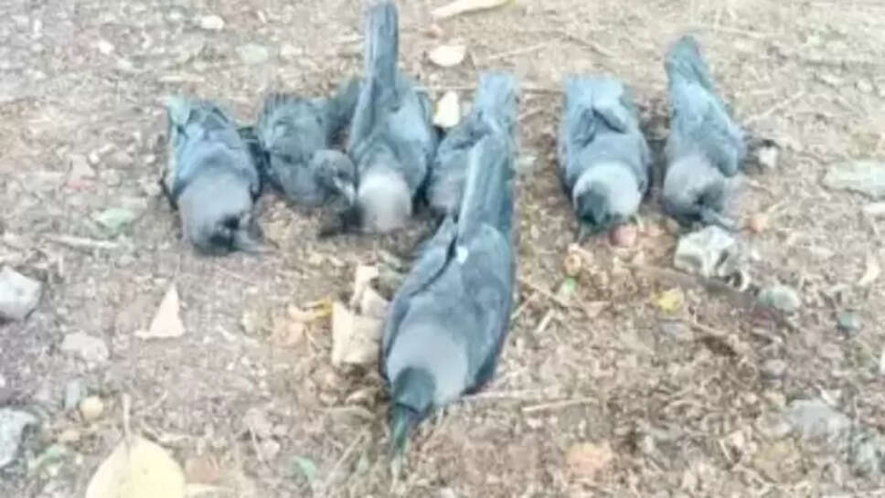 காகங்கள் 