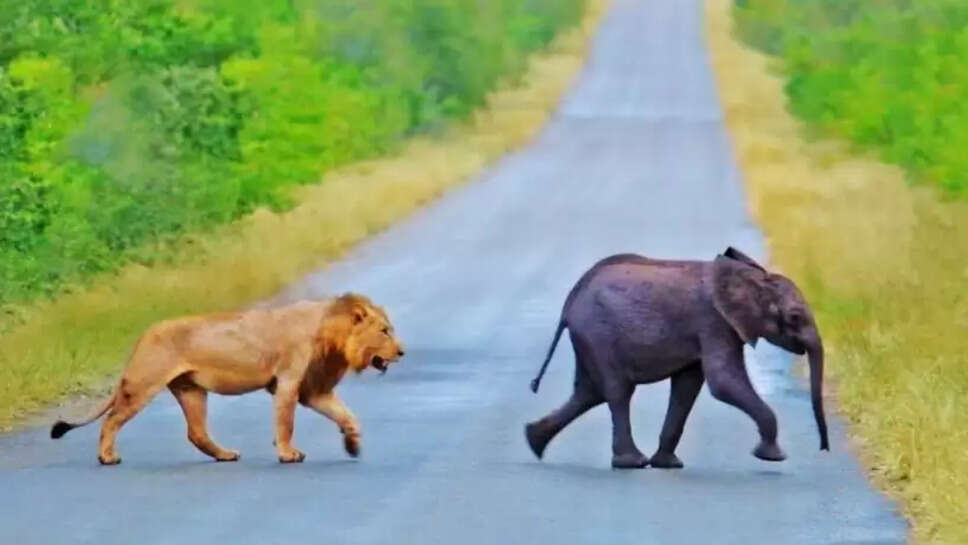 சிங்கத்திடமிருந்து தப்பிக்கும் யானை