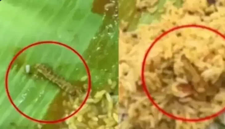 சாம்பார் சாதத்தில் கம்பளி பூச்சி