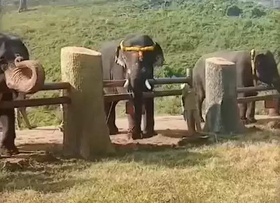 யானை பொங்கல் டாப் ஸ்லிப்